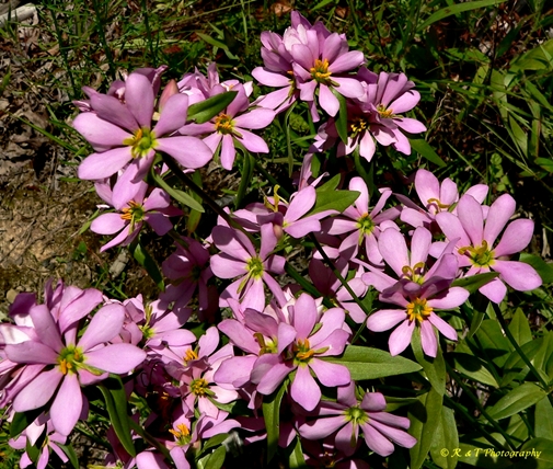 {Sabatia capitata}